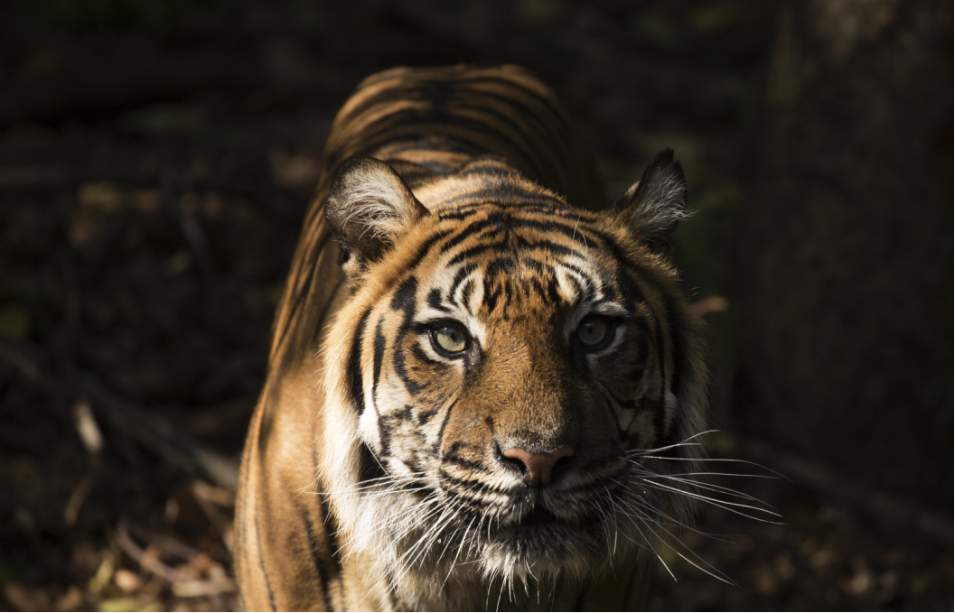 Zoos 01