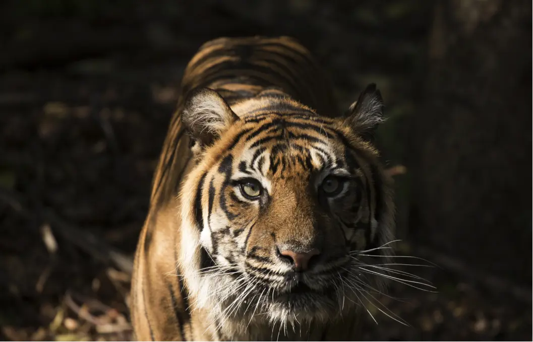 Zoos 01
